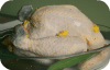 Poulet de bresse_S